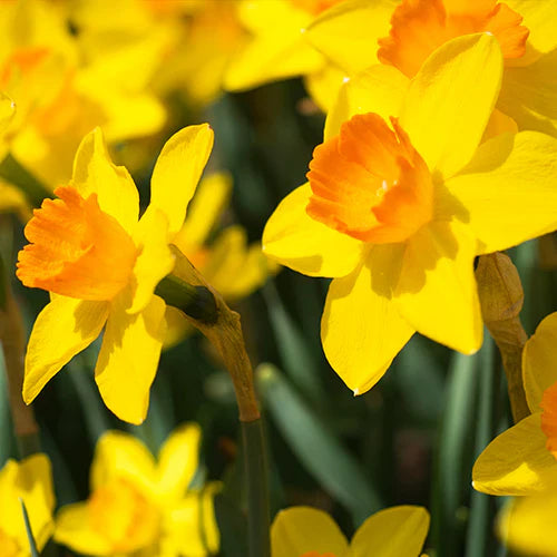 The Spirit of Wales: The Legend and Legacy of St David’s Day