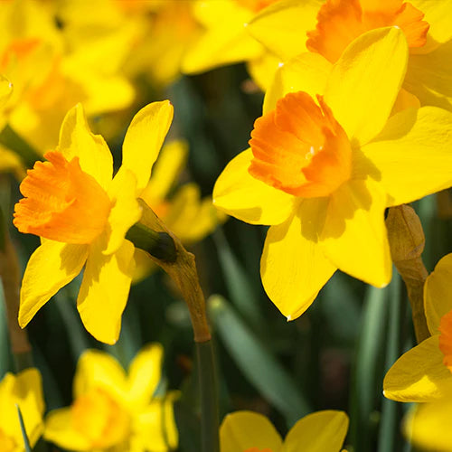 Handmade Welsh Candle | Daffodil Tin Candle